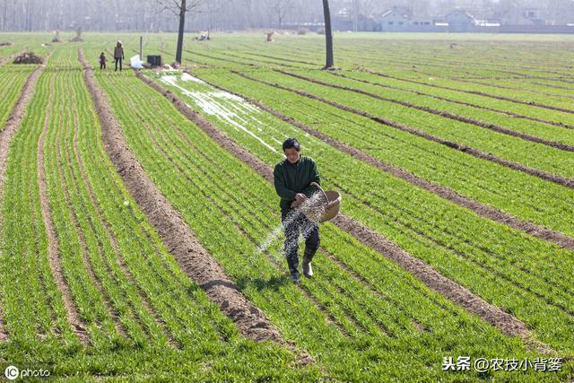 小麦播种学会这8招，出苗快、出苗齐、苗势健壮不用愁