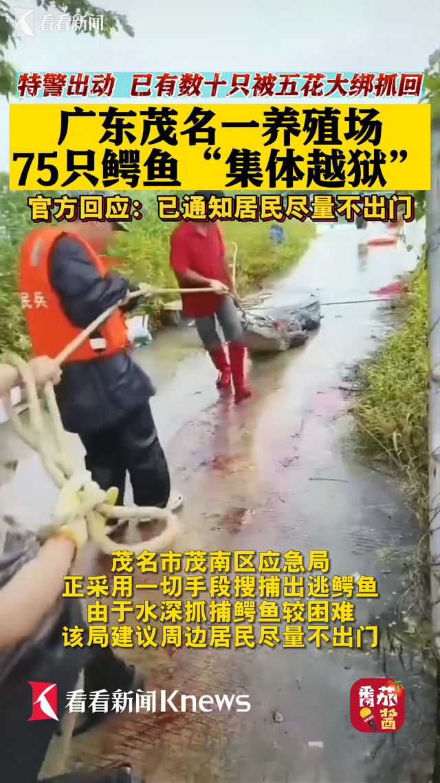 别出门！广东茂名75只鳄鱼养殖场“集体越狱”