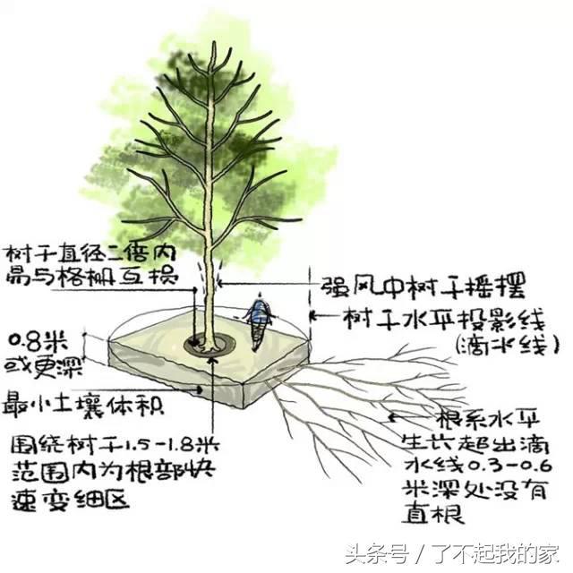 图解园林景观之乔木种植秘诀