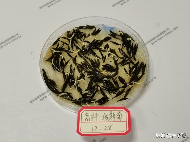 原来波斯菊就是格桑花，波斯菊什么时候种植开花最旺？