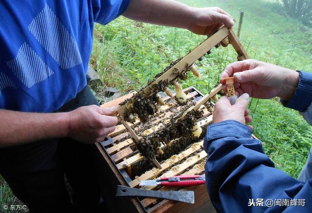 如何培育出优质的蜂王呢？这3个步骤，让蜜蜂蜂王又大又好