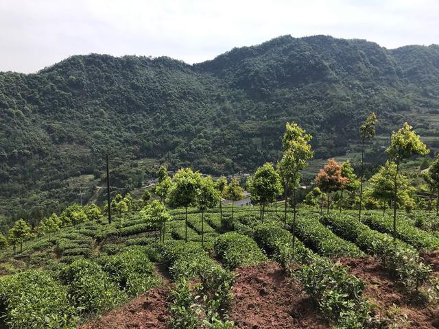 茶园替兔笼  茶叶赛兔毛   荥经长毛兔退出，农户增收看茶业