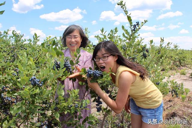 蓝莓栽培实用技术（一）：如何根据种植条件挑选合适的蓝莓品种？