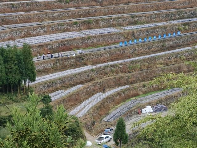 春耕时节采摘忙 文成铜铃山黑木耳种植基地喜迎春日好丰景