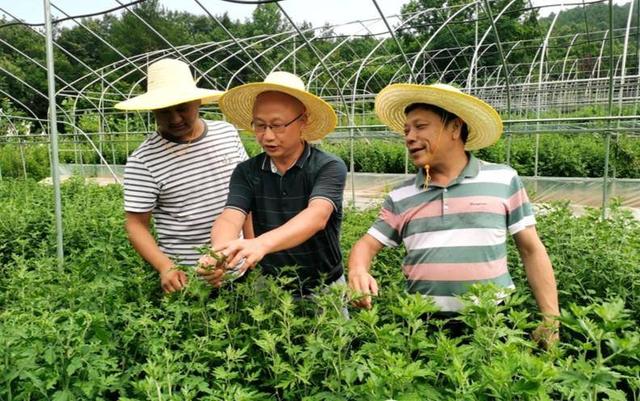 谷城老君山村：“野菊花”这边独好！