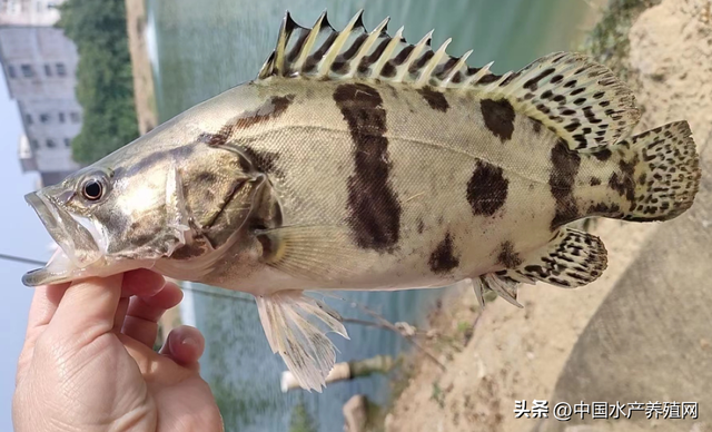 持续涨价，明年饲料鳜会大量扩张吗？这些问题一定要注意！