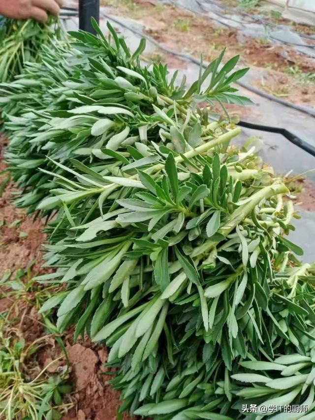 回乡种植救心菜，小投资，年收入十万？