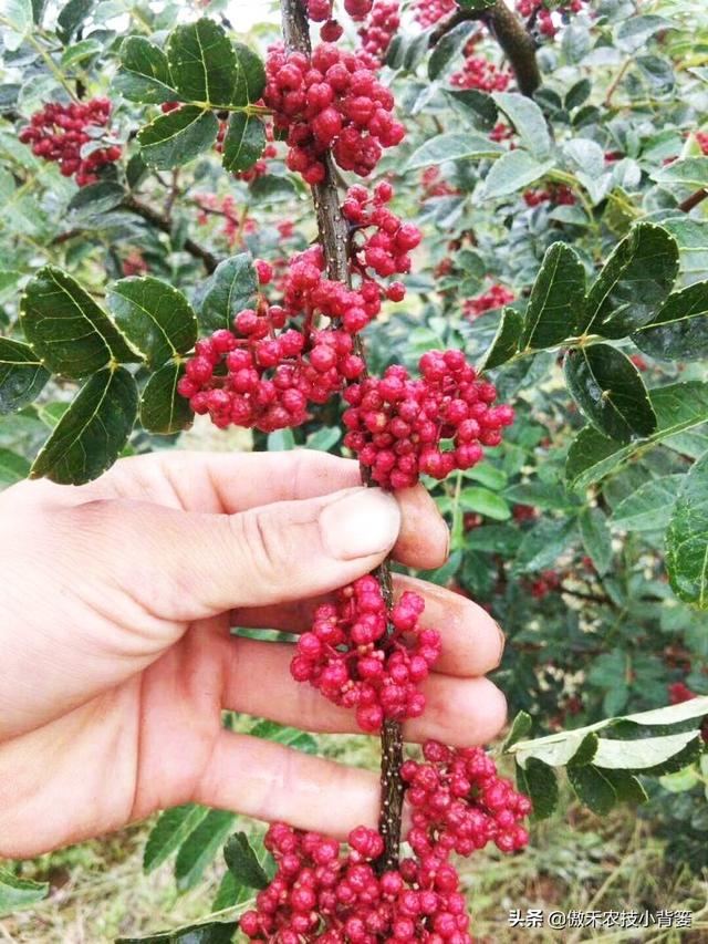 花椒树需要拉枝吗？哪种树与枝需要拉？几月份拉枝？如何操作？