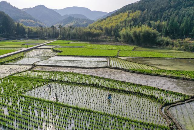 #（社会）浙江景宁：山区冷水茭白种植忙