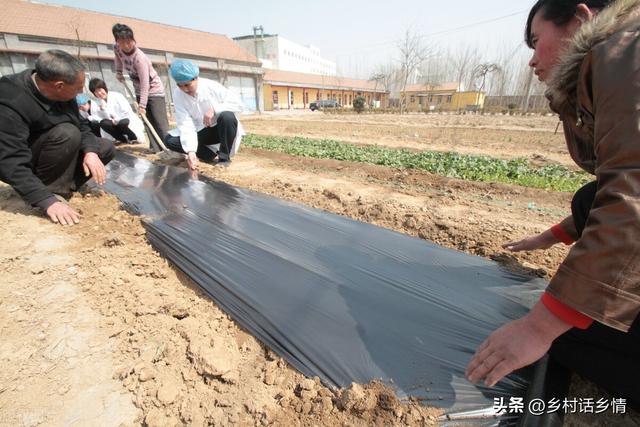 种植或移栽蔬菜，用黑色地膜好还是白色的好？以前一直用错了