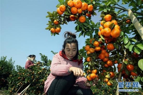 广西永福：沙糖桔丰收上市