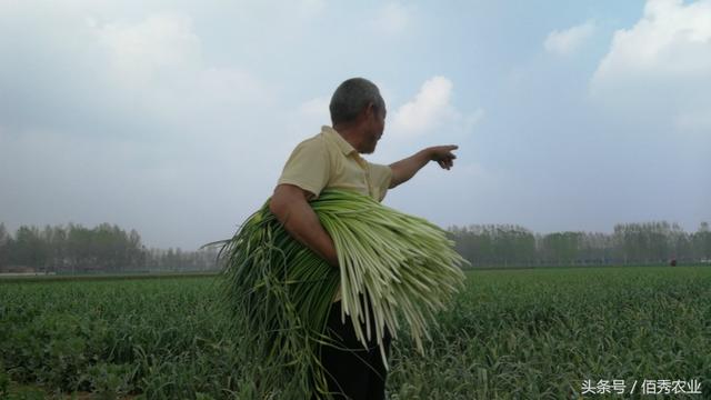 农村蒜苔喜获丰收，蒜你狠不见了，种植户的销量大增