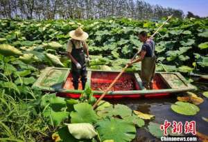 宿迁龙虾养殖(走进宿迁宿城区城乡统筹试验区“藕”遇小龙虾)