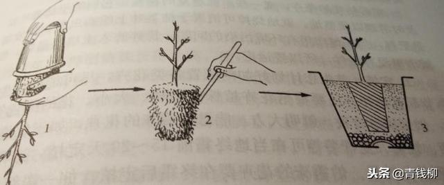 家庭盆栽花卉栽培技术