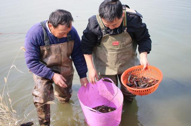 开捕！东平县新湖镇小龙虾抢“鲜”上市