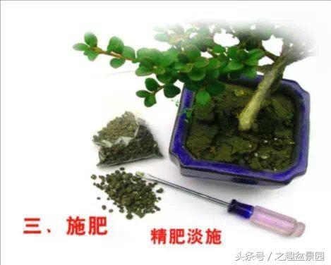 珍珠黄杨盆景的养护与管理