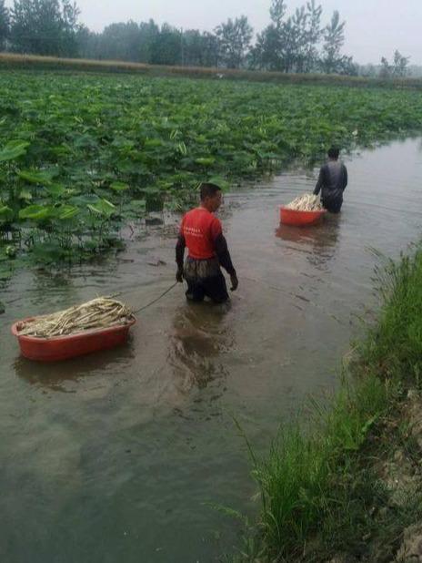 种藕不卖藕，“看荷花”，“摘莲蓬”，一年收入20万