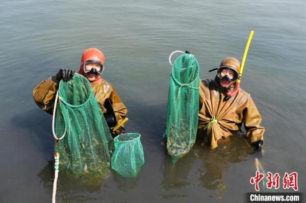 河北沿海养殖大县乐亭：逾六万亩海参收获忙