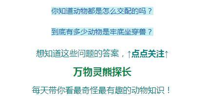 四川有人救了只麒麟？有老人认出：以前在村里它一叫就会死人！