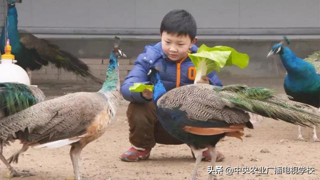 【农广天地】坡上七彩翼 坡下小土鸡