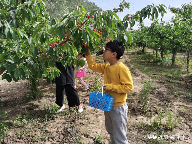 菏泽高新区马岭岗镇解北村：樱桃红了 日子富了