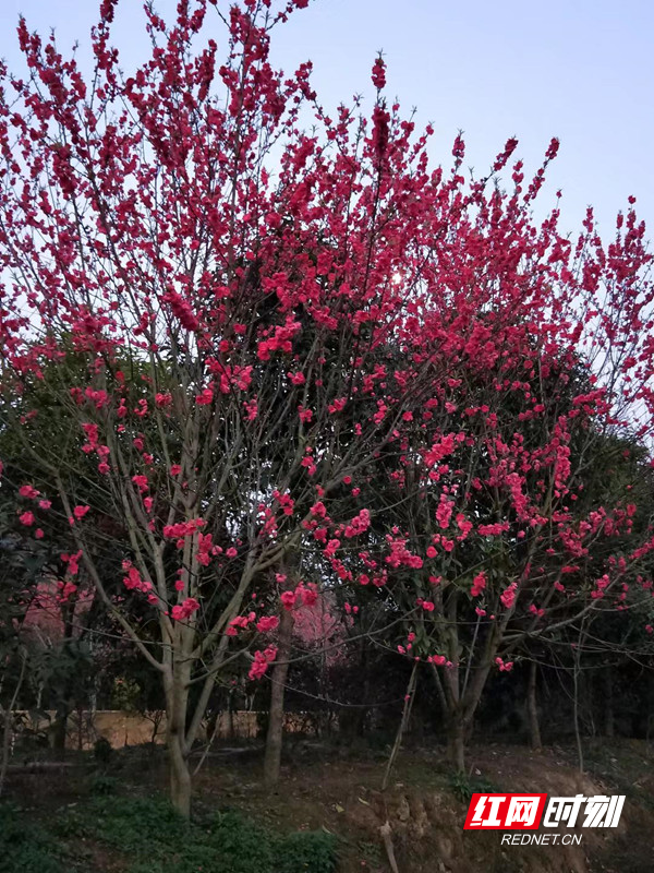 湖南省永兴县名贵花卉种养有限公司：走特色苗木之路  建宜居庭院景观