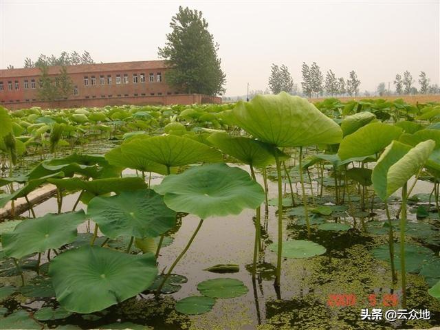 白莲田怎么除草效果好？超量使用药害重，应正确选药适量用药