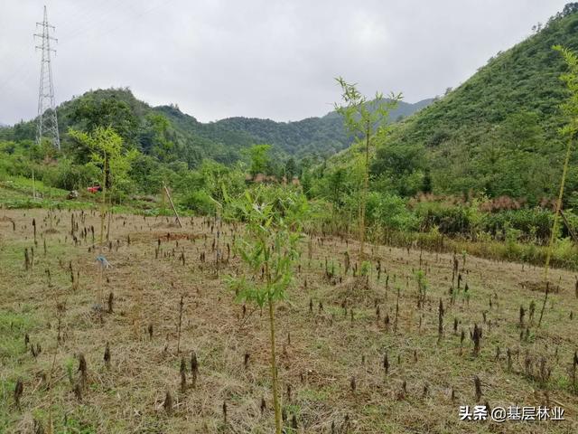 农村闲置的荒地种植反季节雷竹，亩年均收益过万，，该如何建园？