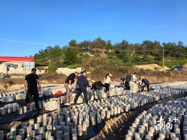 小木耳撑起乡村振兴“致富伞”！兴宁新圩镇成立黑木耳种植基地