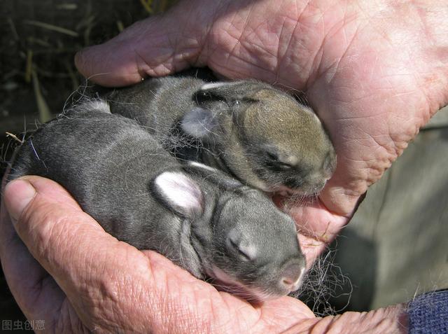 养兔子本小利大又轻松，适合50岁后农村人养殖，但要注意兔子腹胀