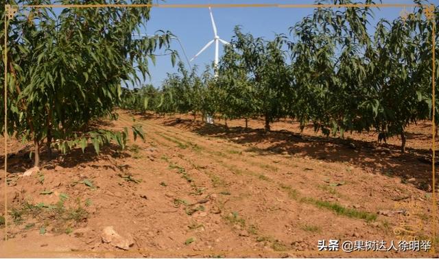 桃树栽植有技巧，栽植之前整地起垄有门道，你了解吗