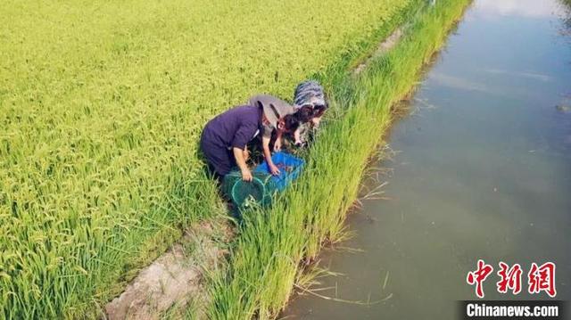 养殖小龙虾成新疆兵团职工群众增收新途径