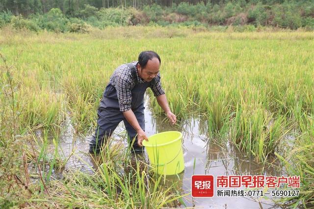 你知道你吃的螺蛳是这么养出来的吗？一起来看看吧