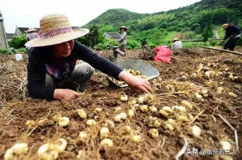 贝母价高但高产难，采用大棚栽培，再注重九个细节，效益有保障