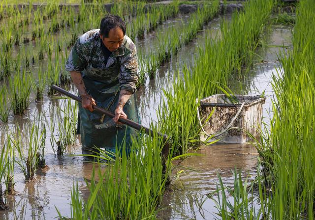 #（社会）浙江景宁：山区冷水茭白种植忙