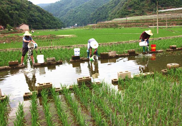 稻花鱼好吃产量低，田农妙招养殖翻倍增