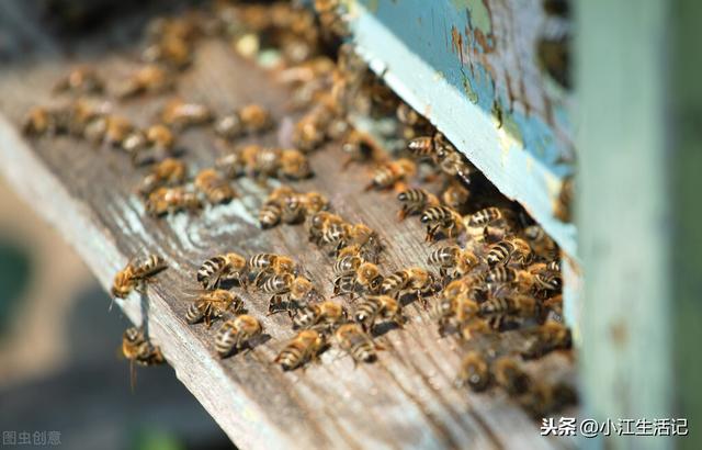 蜜蜂四季管理技术知识总结，有了它，再也不用担心养不好蜜蜂了