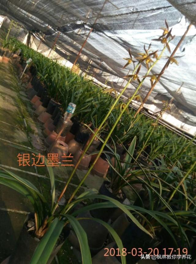 如何促进墨兰开花？并且保证开花？