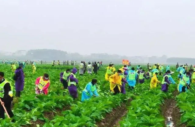 真荒诞，水泥地上种田伤农、伤田、伤财，难道没人管？