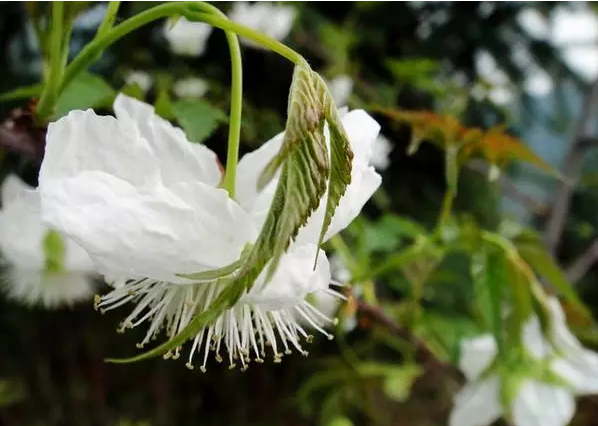 这些水果很常见，可它们的花你都见过吗？花期你都知道吗？