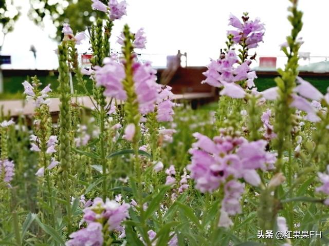 走出去你会见到各种各样美丽的风景，假龙头花就是这样美好的相遇