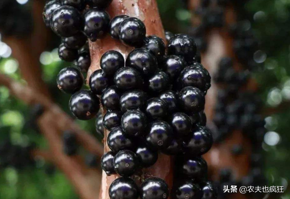 富含花青素，1年结4次果，百多元1斤却很少人种植，农民：不上当