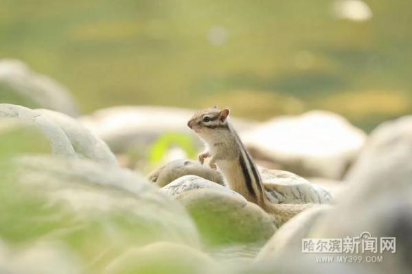 以色列国鸟常驻太阳岛，一天能吃百多只“蝲蝲蛄”｜还有这些小可爱，远看就好别太靠近