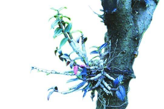 植物界的“大熊猫”仙草石斛故乡在四川