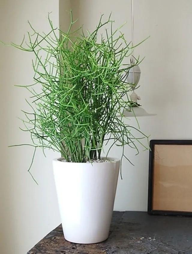 超萌多肉植物“光棍树”有毒吗？能养家里吗？种植需要注意什么？