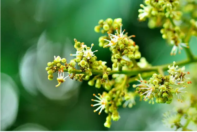 这些水果很常见，可它们的花你都见过吗？花期你都知道吗？