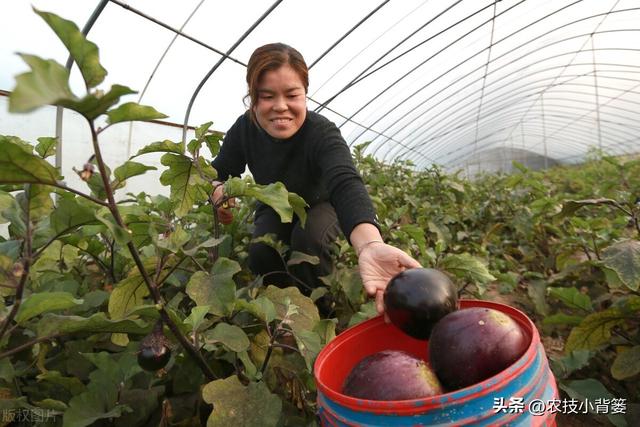 怎样才能种出高产优质的好茄子？7个方面的种植管理不能少