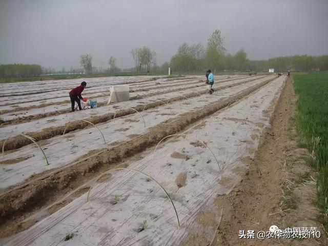 图文并茂详解西瓜栽培！这些都是核心技术！