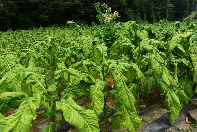 优质烤烟栽培管理技术，加强病虫害防治，提高烤烟的质量和产量