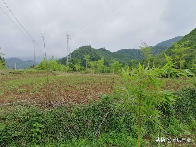 农村闲置的荒地种植反季节雷竹，亩年均收益过万，，该如何建园？